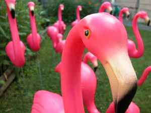 12-100017 Verleih: Flamingo Flocking